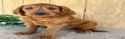 Goldendoodle dogs for sale: Gavin - Ad 7