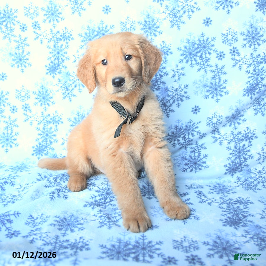 Golden Retriever dogs Laker - Ad 34