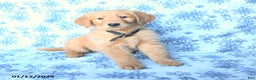 Golden Retriever dogs for sale: Laker - Ad 1