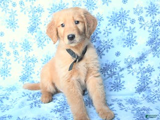 Golden Retriever dogs Laker - Ad 4