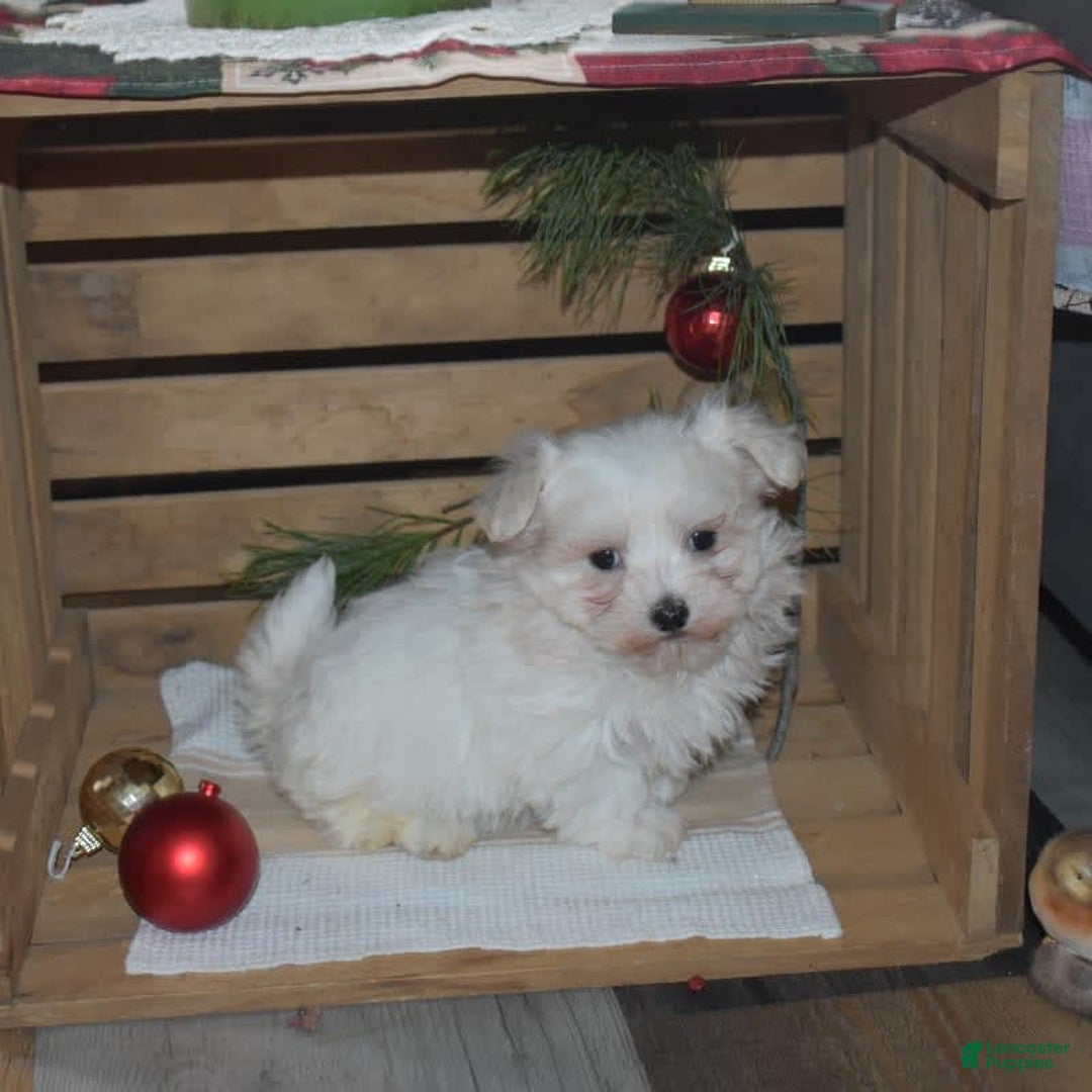 Maltese dogs for sale: Snowflake - Ad 7
