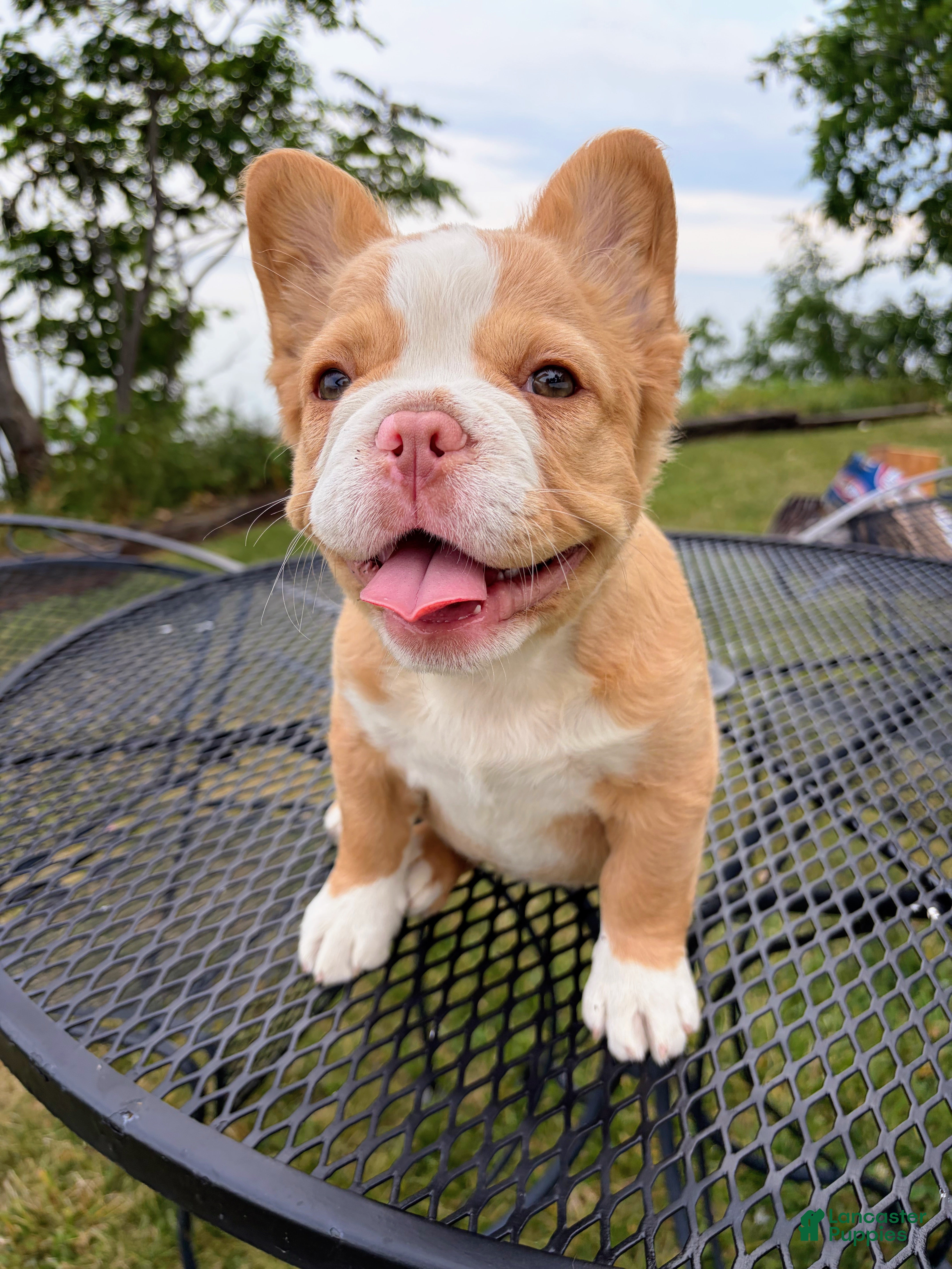 French Bulldog dogs French Bulldog 2 - Ad 1