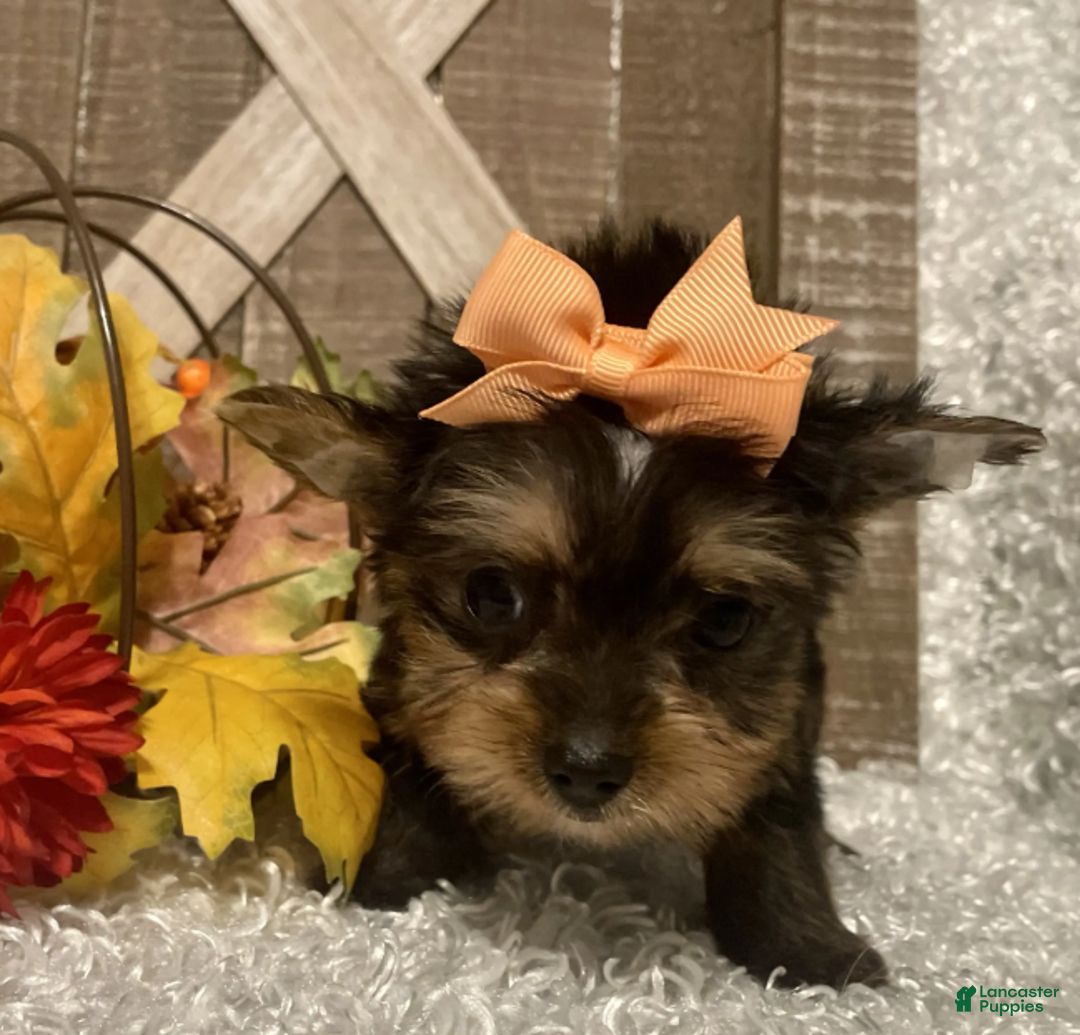 Yorkshire Terrier dogs for sale: Barbie - Ad 4