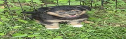 Corgipoo dogs for sale: Bella  - Ad 2
