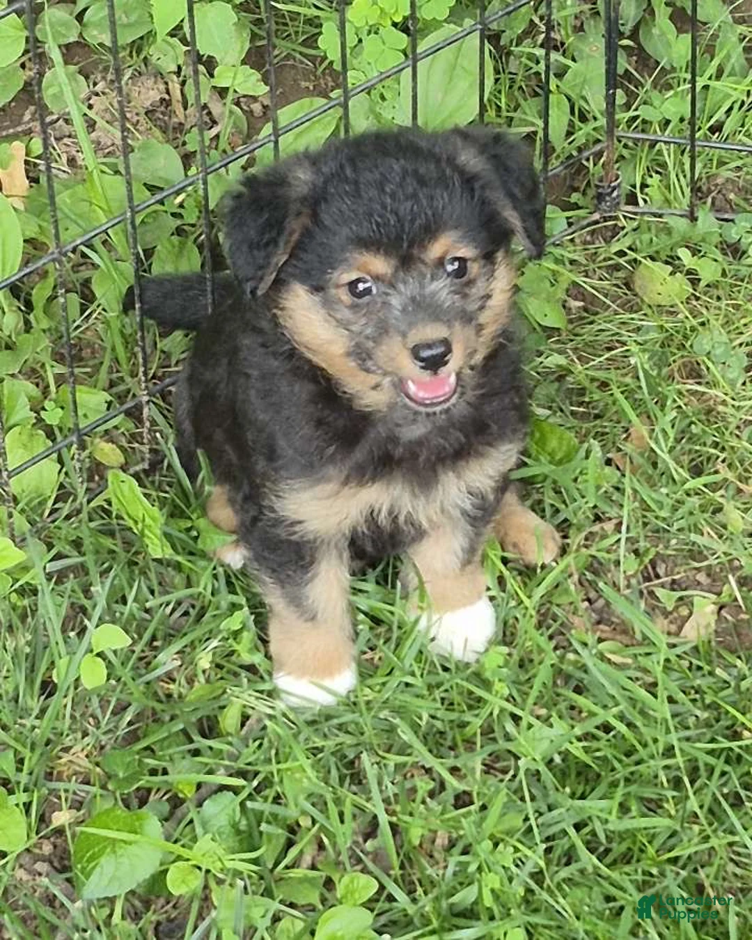 Corgipoo dogs for sale: Bella  - Ad 2