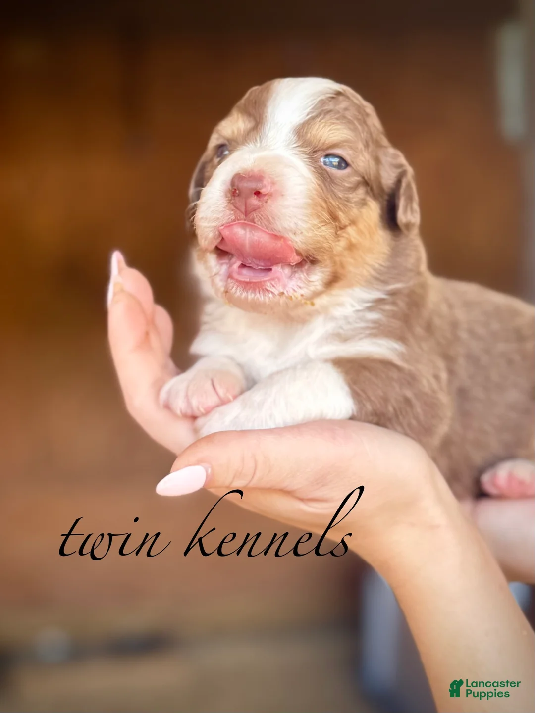 Australian Shepherd dogs for sale: Luna - Ad 2