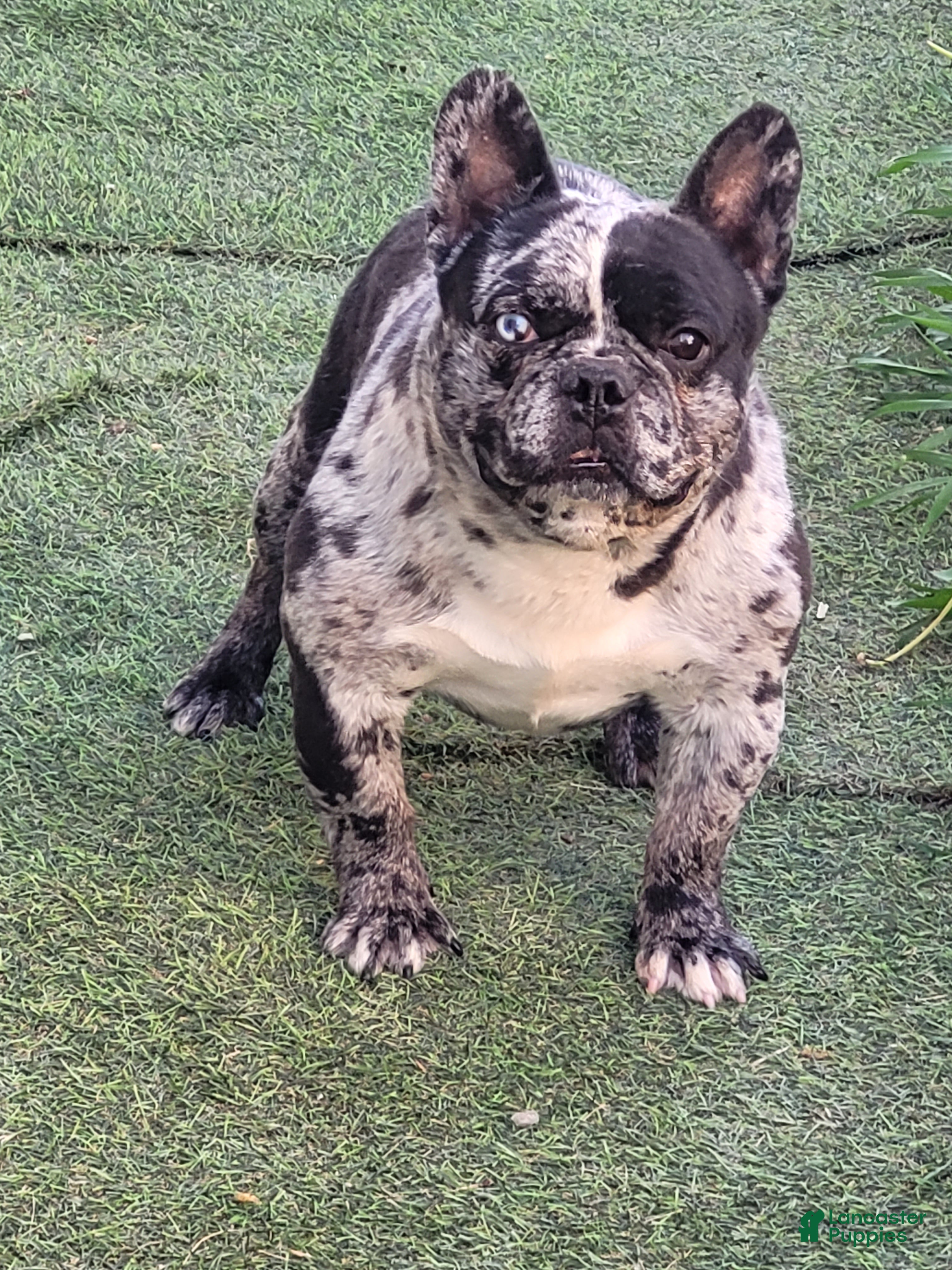 French Bulldog dogs French Bulldog Puppy 1 - Ad 33