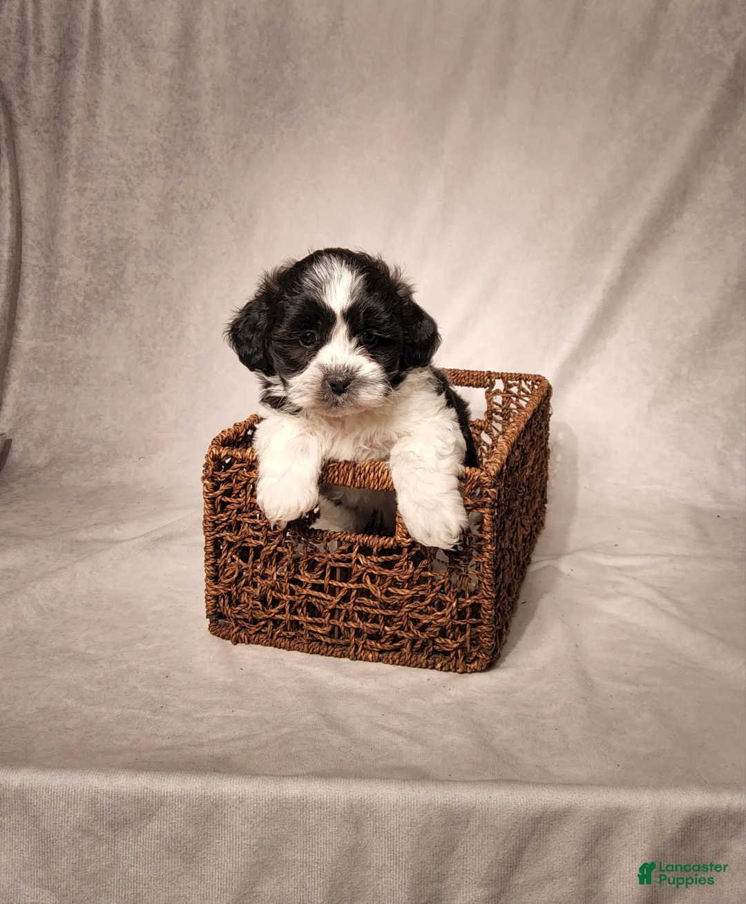 Shih Tzu dogs for sale: Riley - Ad 2