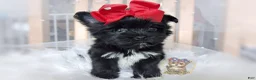 Morkie dogs for sale: Korean Te Kā - Ad 2