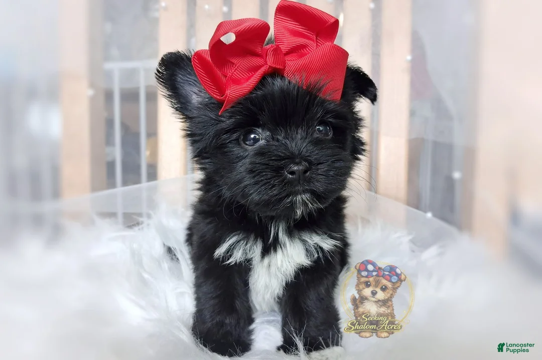 Morkie dogs for sale: Korean Te Kā - Ad 2