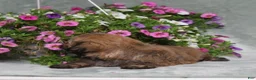 Teddy Bear dogs for sale: BJs Ever - Ad 3