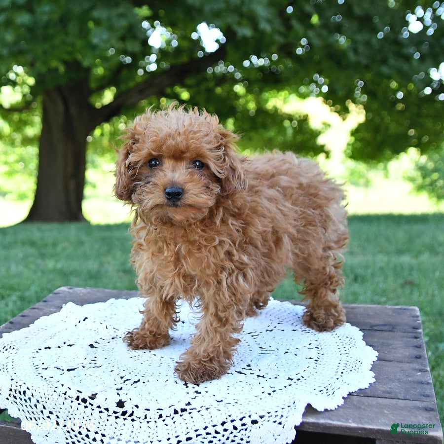Toy Poodle dogs for sale: Tidbit - Ad 5