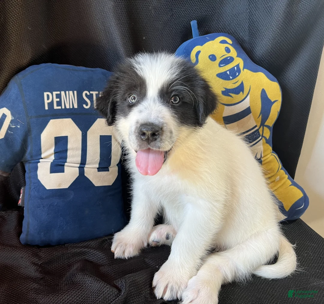 Gallery Image {{count}}