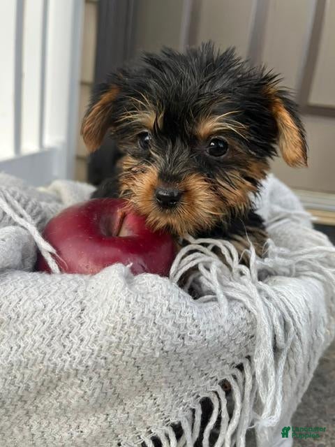 Yorkshire Terrier dogs for sale: Mikey - Ad 1