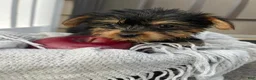 Yorkshire Terrier dogs for sale: Mikey - Ad 1