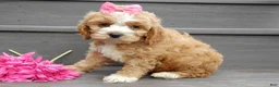 Cockapoo dogs for sale: Blossom - Ad 4
