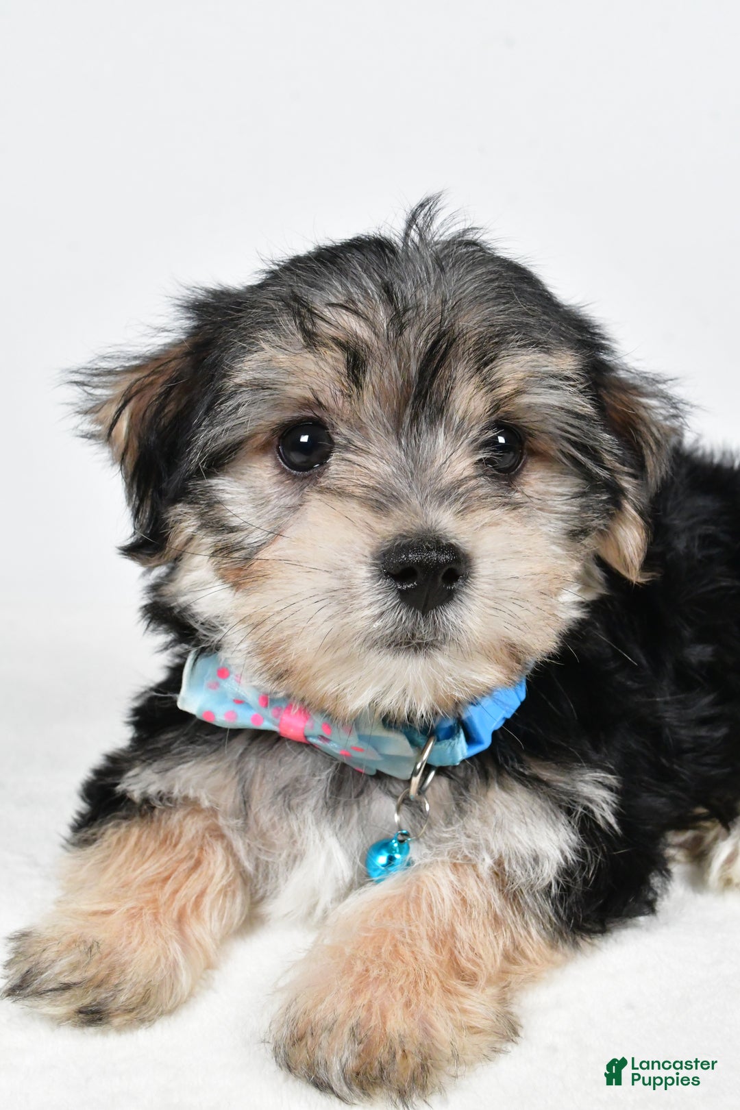 Morkie dogs for sale: Virgel - Ad 5