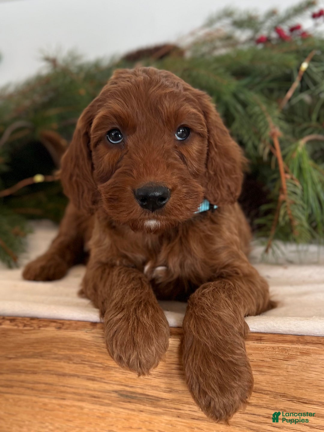 Irish Doodle dogs for sale: Garrett - Ad 12