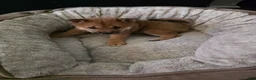 Shiba Inu dogs for sale: Shiba Inu 2 - Ad 13
