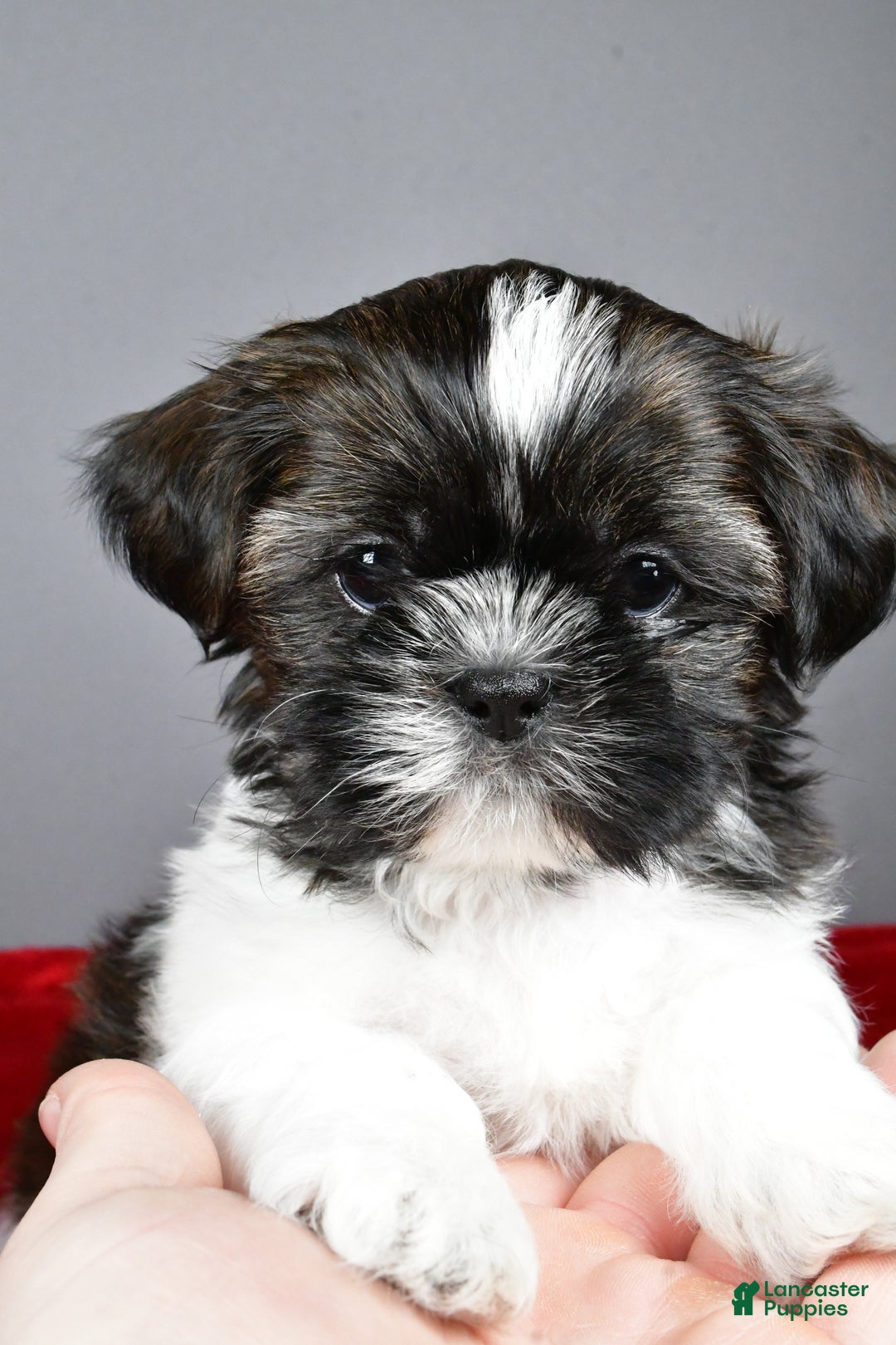 Shih Tzu dogs for sale: Roscoe - Ad 7