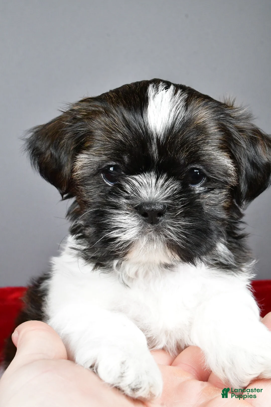 Shih Tzu dogs for sale: Roscoe - Ad 7
