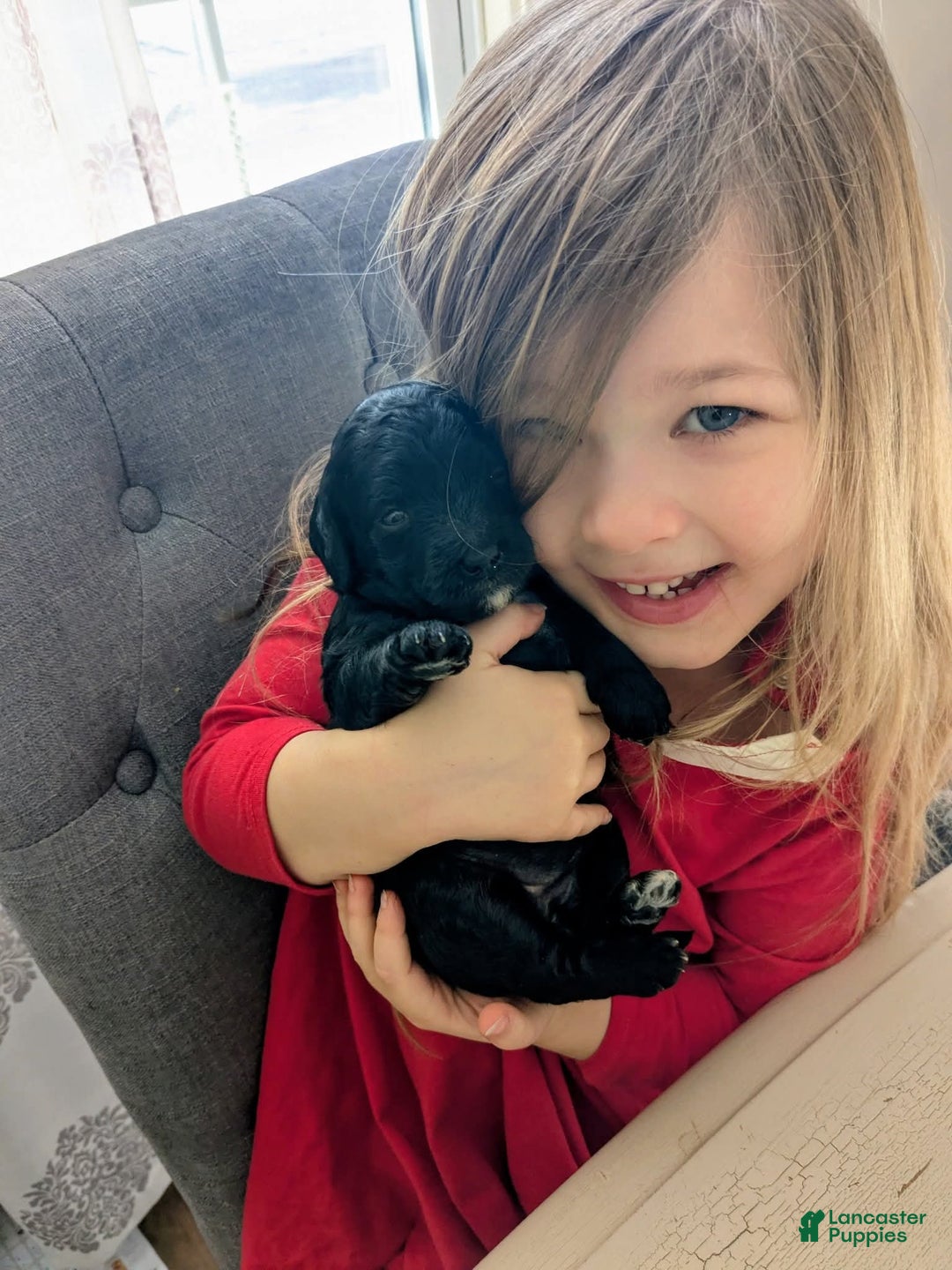 Goldendoodle dogs for sale: Golden Mountain Doodle Puppy 5 - Ad 3