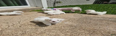 Maltese Puppy 4