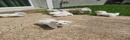 Maltese dogs for sale: Maltese Puppy 4 - Ad 1