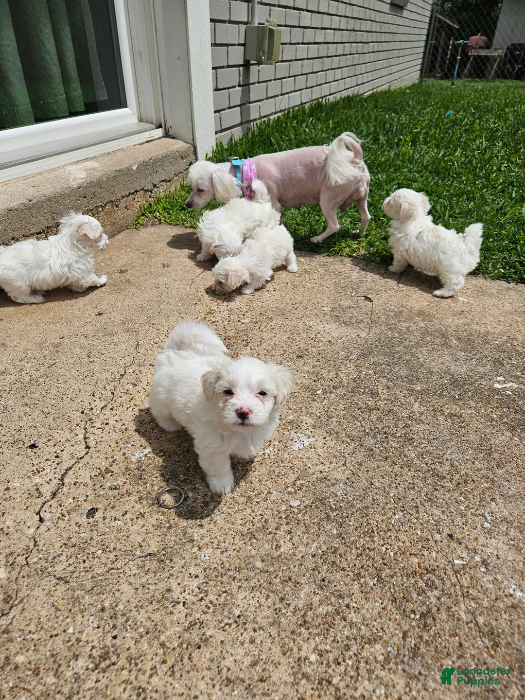 Maltese dogs for sale: Maltese Puppy 4 - Ad 1