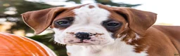 Boxer dogs for sale: Oxford Boxer - Ad 2