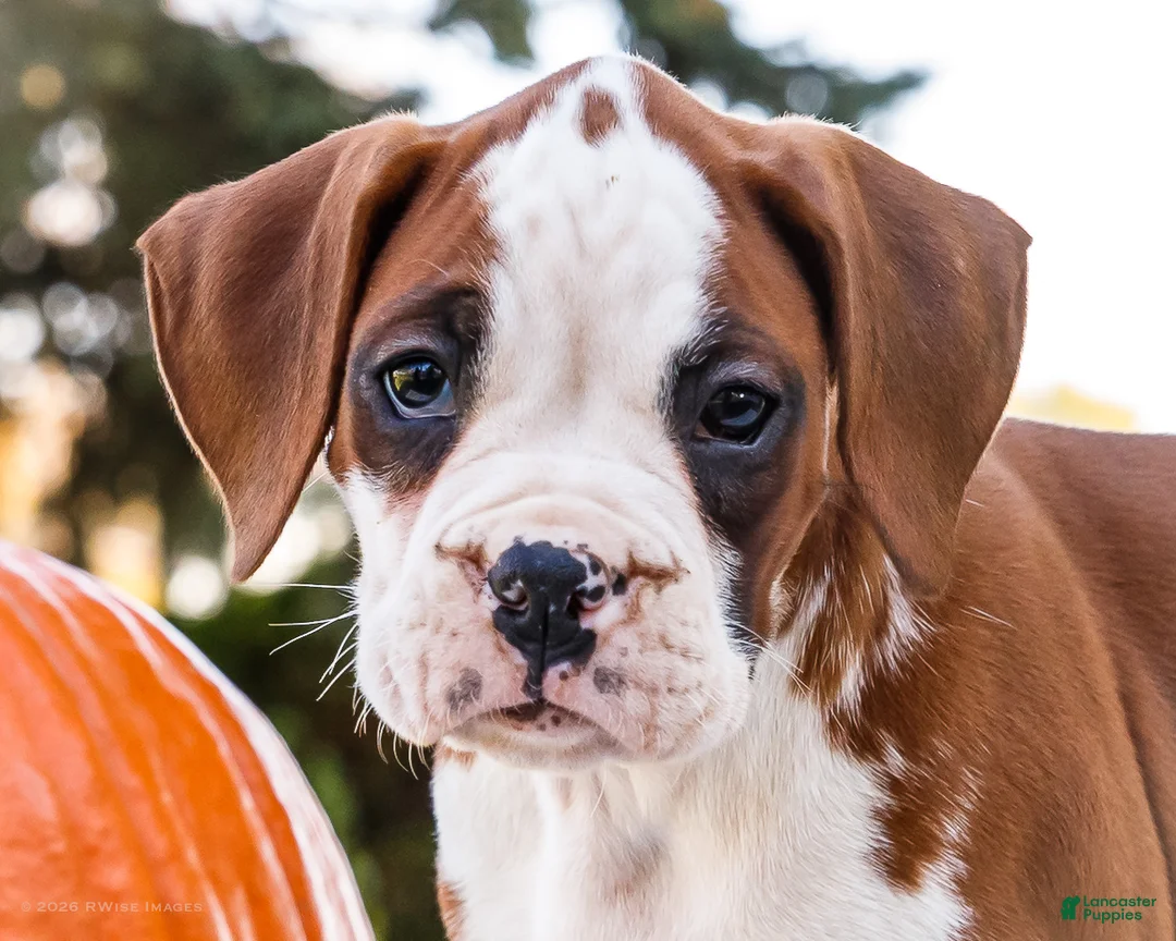 Boxer dogs for sale: Oxford Boxer - Ad 2