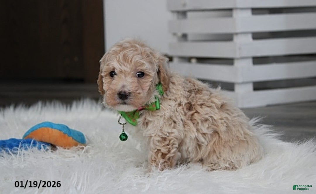 Bichpoo dogs for sale: Rio - Ad 3