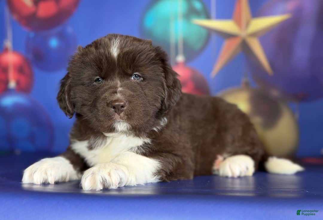 Mixed Breed dogs for sale: Stevie OFA DNA  - Ad 13