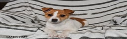 Mixed Breed dogs for sale: Bella   - Ad 2
