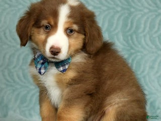 Australian Shepherd dogs Tucker - Ad 20