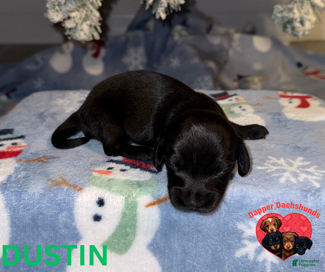 Miniature Dachshund dogs for sale: Dustin - Ad 1