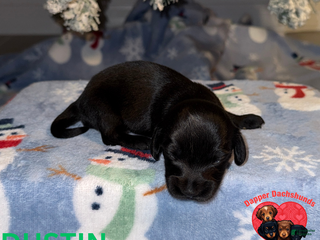 Miniature Dachshund dogs Dustin - Ad 6