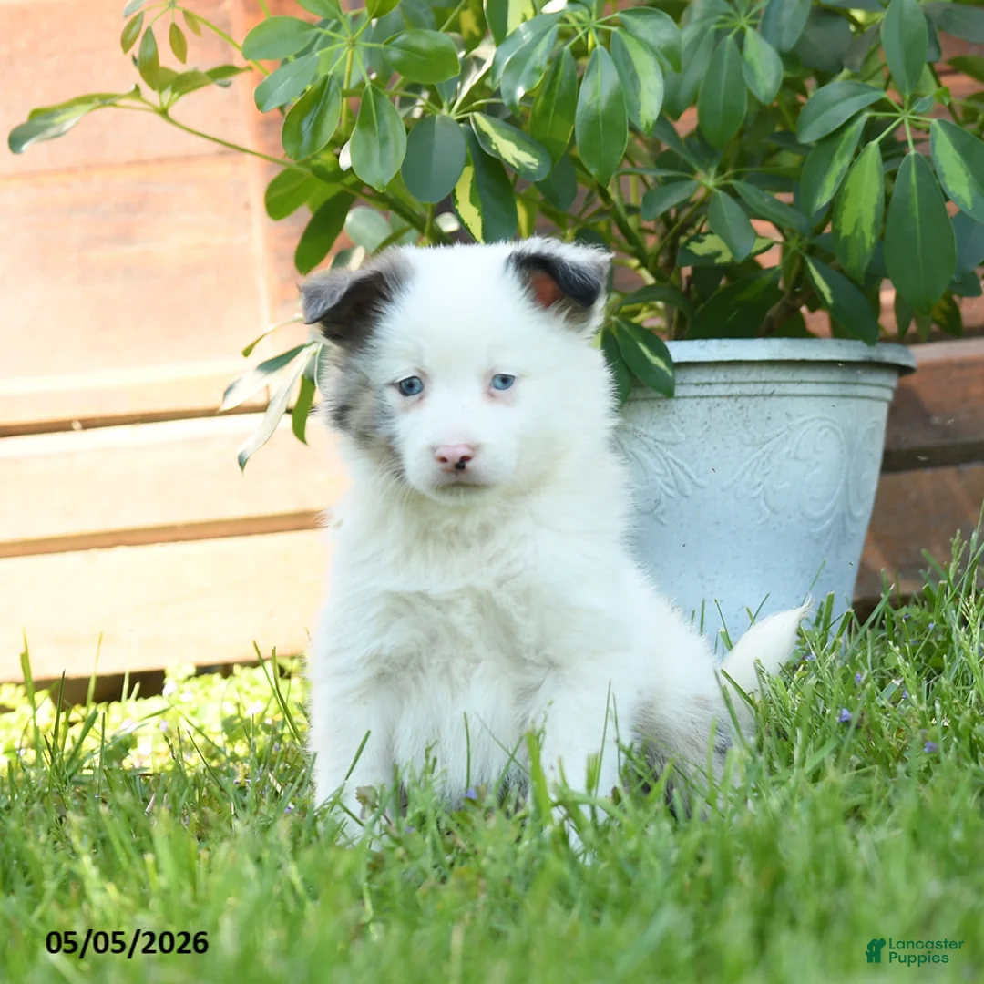 Miniature Australian Shepherd dogs for sale: Geronimo - Ad 1