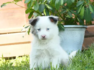 Miniature Australian Shepherd dogs for sale: Geronimo - Ad 3