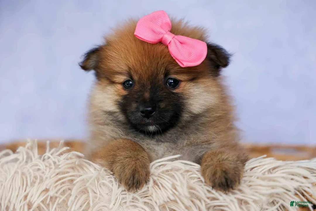 Pomeranian dogs for sale: Freya  - Ad 2
