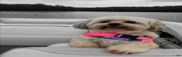 Malshi dogs for sale: Billy - Fluffy Teddy Bear Malshi Puppy - Ad 5