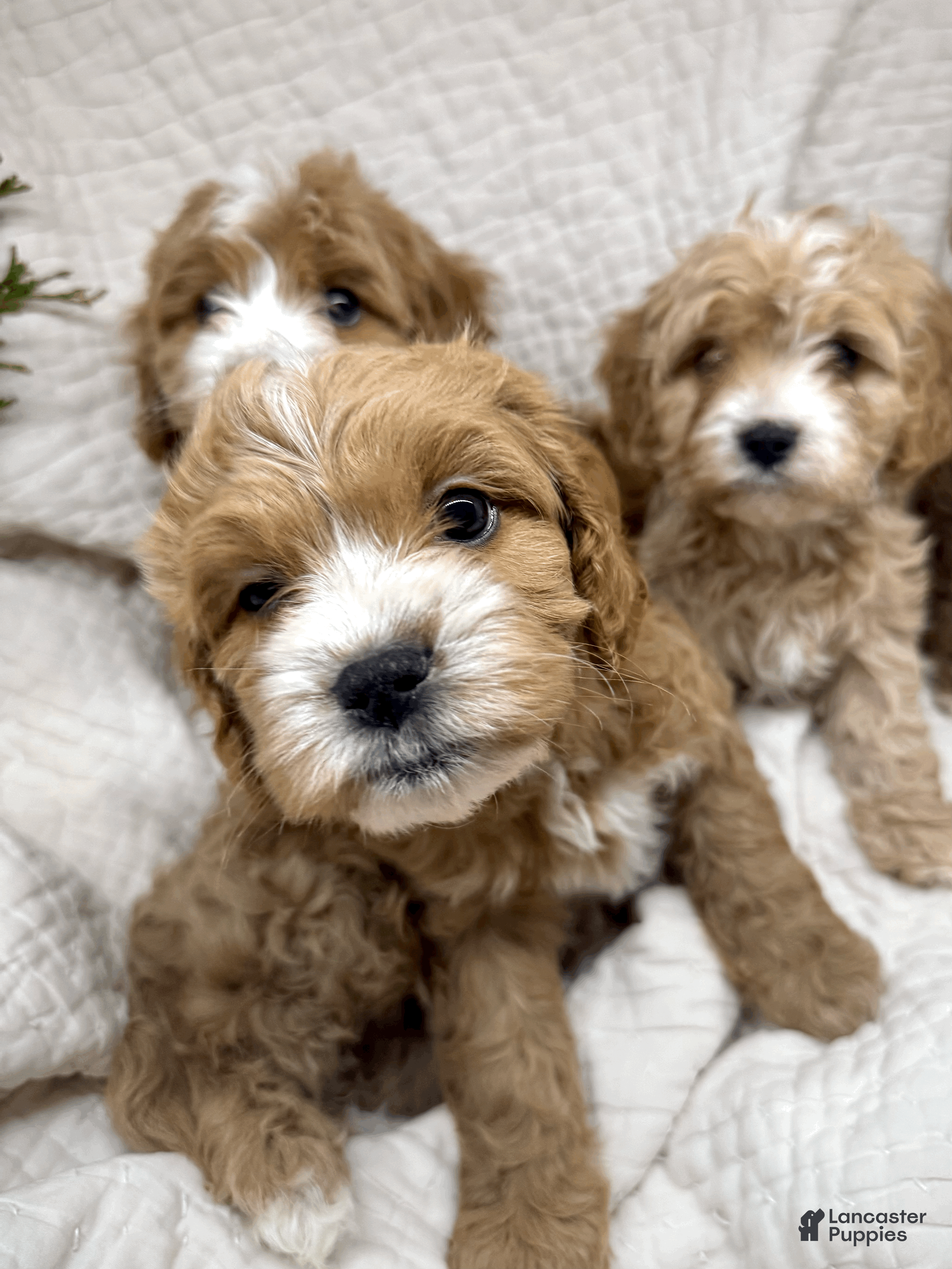 Cavapoo dogs Cavapoo Puppy 2 - Ad 2