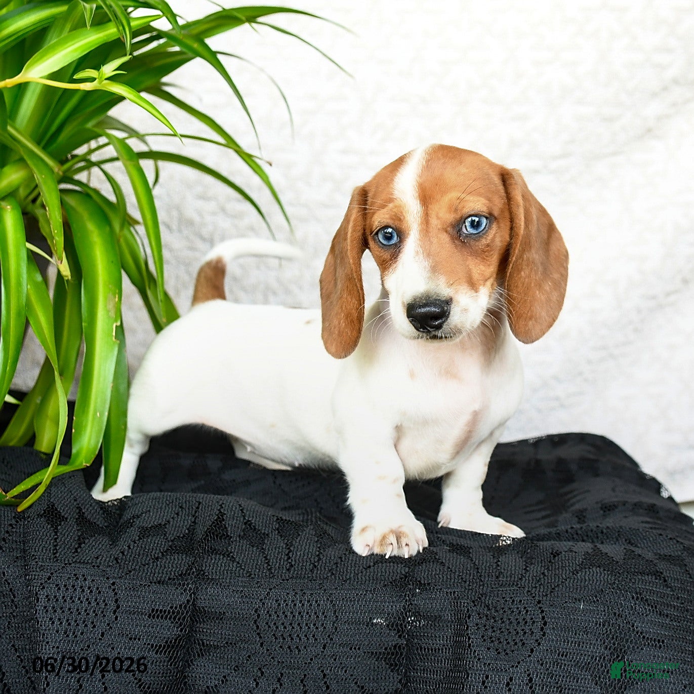 Miniature Dachshund dogs Whisper - Ad 1