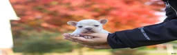 French Bulldog dogs for sale: Chester - Ad 2