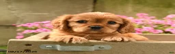 Cavalier King Charles Spaniel dogs for sale: Chevy - Ad 5