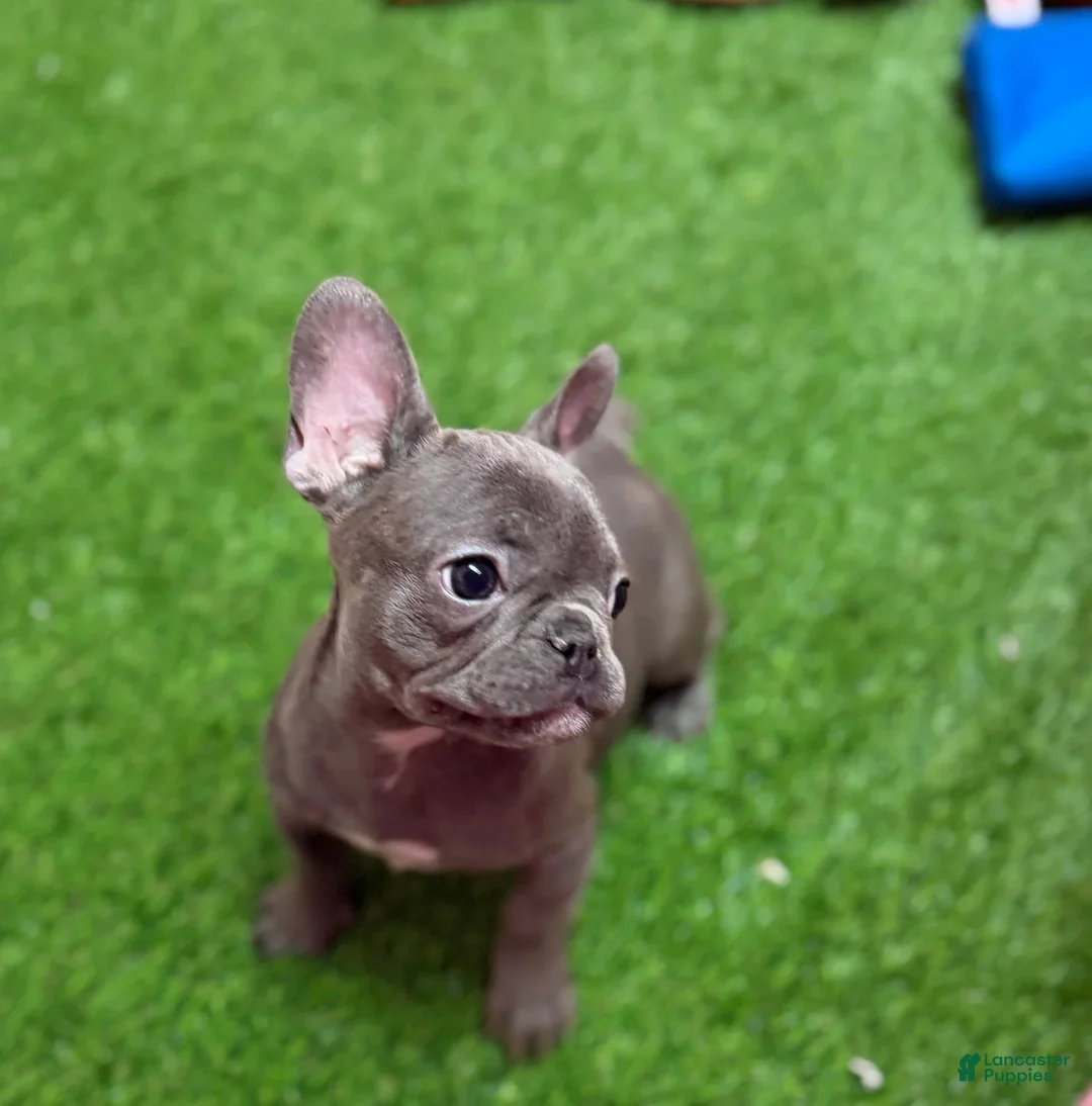 French Bulldog dogs for sale: Frankie - Ad 4