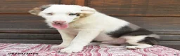 Miniature Australian Shepherd dogs for sale: Gerald - Ad 1