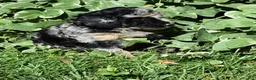 Standard Poodle dogs for sale: Standard Poodle 10 Blue Merle - Ad 12