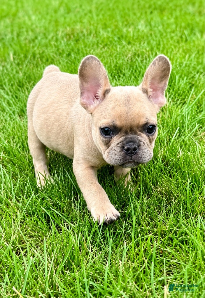 French Bulldog dogs French Bulldog Male LOUIE - Ad 2