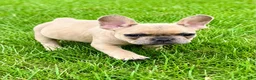 French Bulldog dogs for sale: French Bulldog Male LOUIE - Ad 2